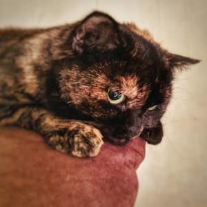 Meet your Posher, Patricia